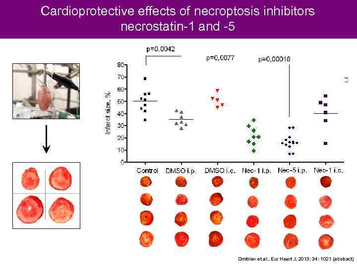 Cardioprotective effects of necroptosis inhibitors necrostatin-1 and -5 Dmitriev et al. , Eur Heart