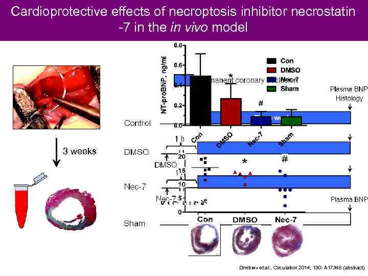 Cardioprotective effects of necroptosis inhibitor necrostatin -7 in the in vivo model 3 weeks