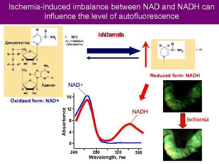 Ischemia-induced imbalance between NAD and NADH can influence the level of autofluorescence Ischemia Normal