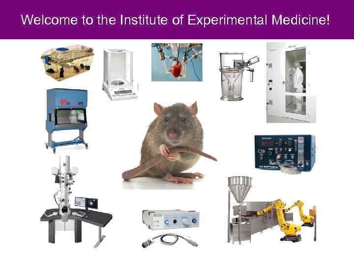 Welcome to the Institute of Experimental Medicine! 