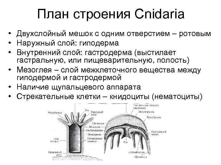 Гастральная полость это