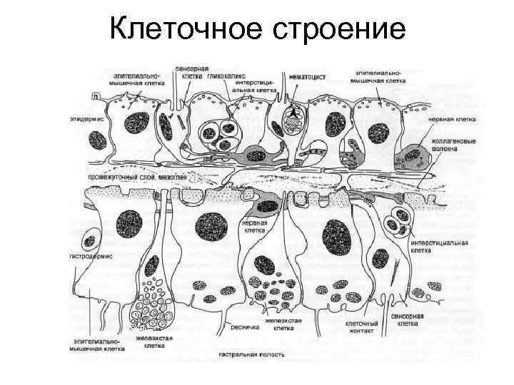 Клеточное строение 