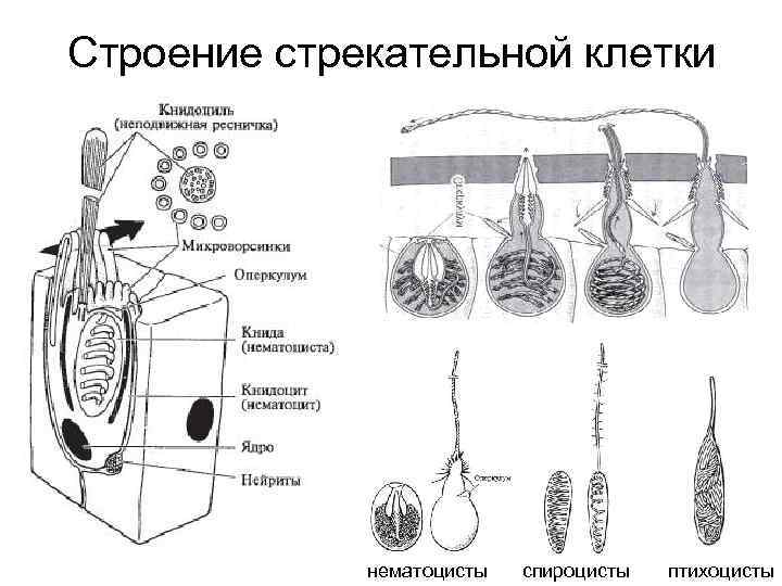 Строение стрекательной клетки нематоцисты спироцисты птихоцисты 