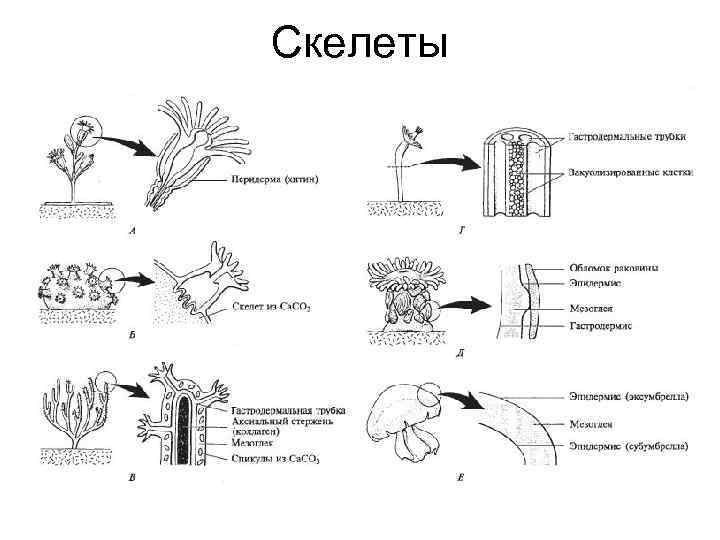 Скелеты 