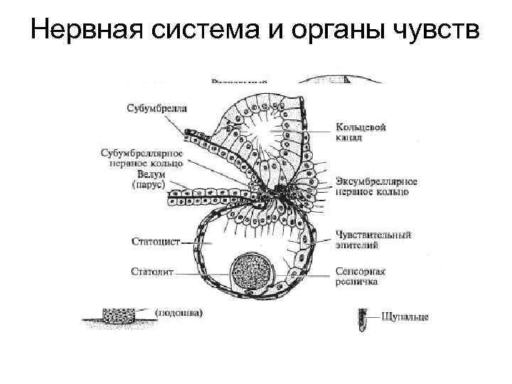 Нервная система и органы чувств 