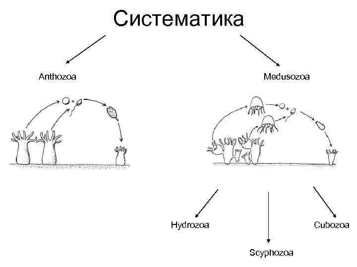 Систематика Anthozoa Medusozoa Hydrozoa Cubozoa Scyphozoa 