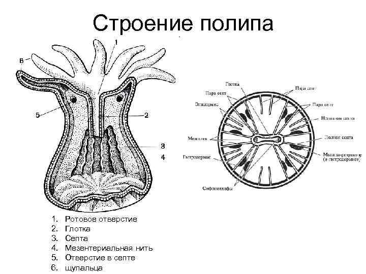 Продольный и поперечный рисунок. Строение коралловых полипов схема. Коралловые полипы строение рисунок. Строение полипа кишечнополостных. Коралловый полип Кишечнополостные схема.