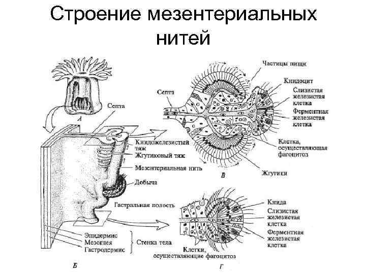 Строение мезентериальных нитей 