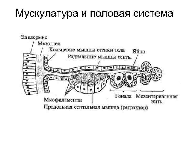 Мускулатура и половая система 