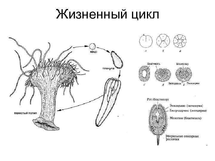 Жизненный цикл коралловых полипов схема. Размножение коралловых полипов схема.