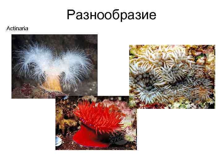 Разнообразие Actinaria 