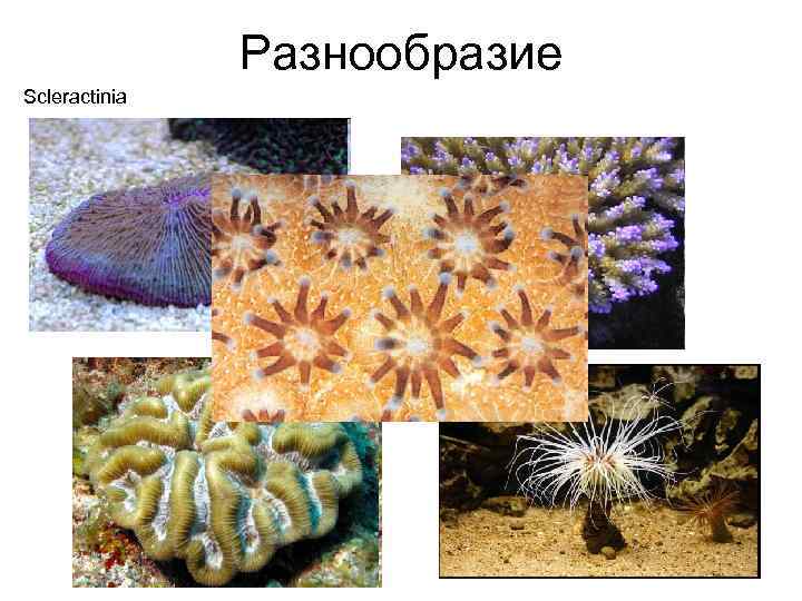 Разнообразие Scleractinia 