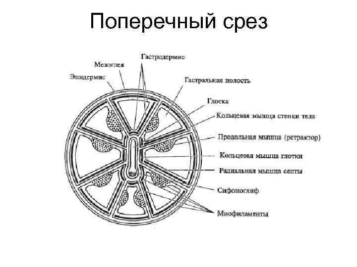 Поперечный срез 