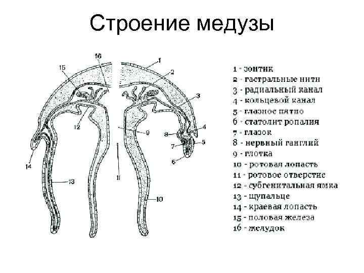 У медузы есть мозги. Строение сцифоидной медузы. Строение сцифоидной медузы Аурелии. Строение медузы 7 класс биология. Строение сцифоидной медузы рисунок.