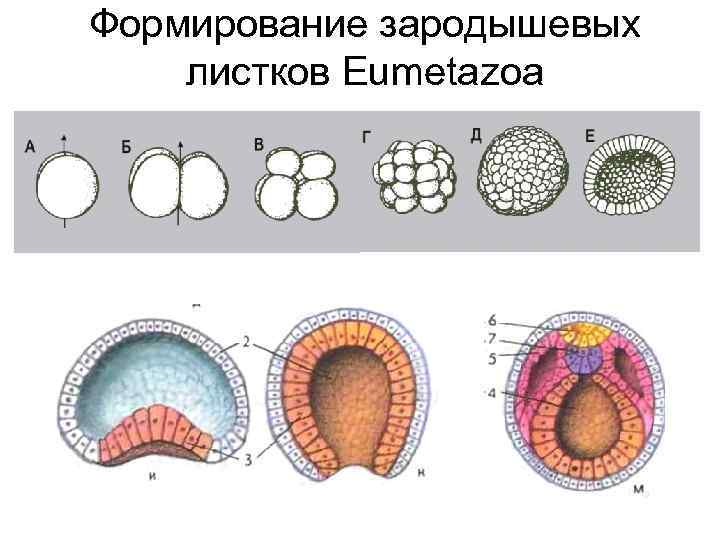 Рисунок зародышевых листков