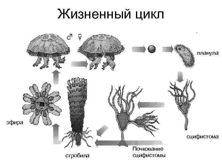 Размножение медуз схема - 94 фото