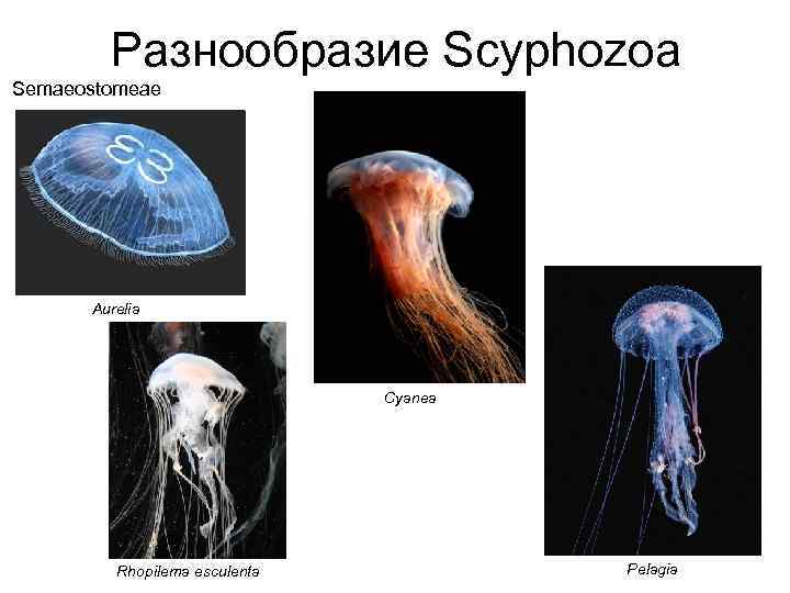 Разнообразие Scyphozoa Semaeostomeae Aurelia Cyanea Rhopilema esculenta Pelagia 