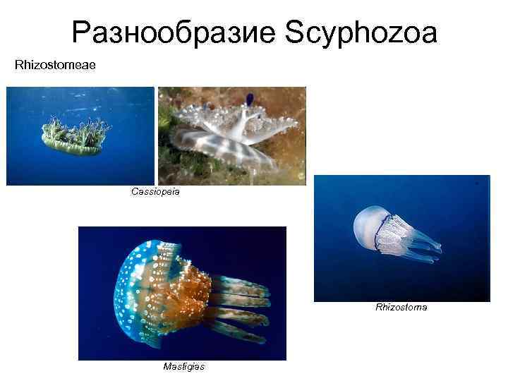 Разнообразие Scyphozoa Rhizostomeae Cassiopeia Rhizostoma Mastigias 