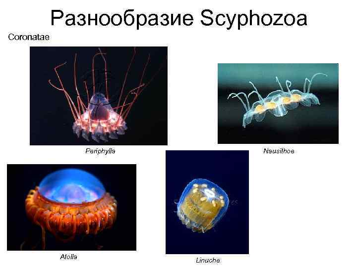 Разнообразие Scyphozoa Coronatae Periphylla Atolla Nausithoe Linuche 