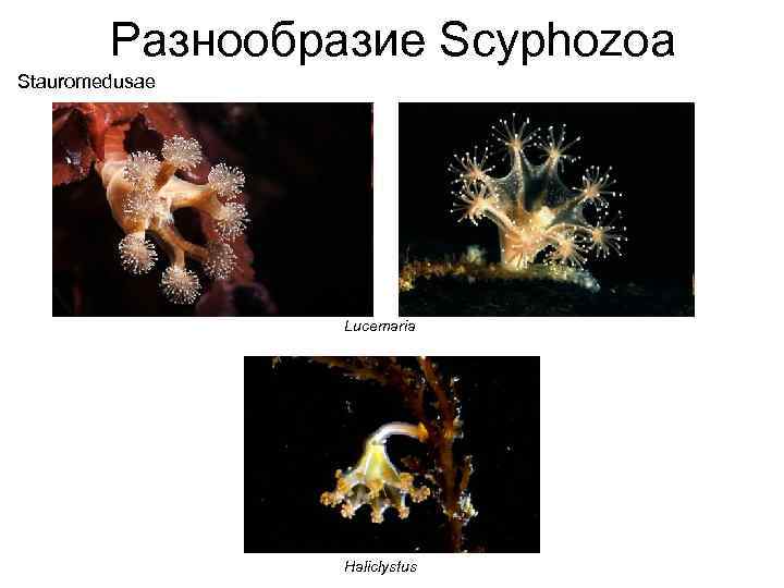 Разнообразие Scyphozoa Stauromedusae Lucemaria Haliclystus 