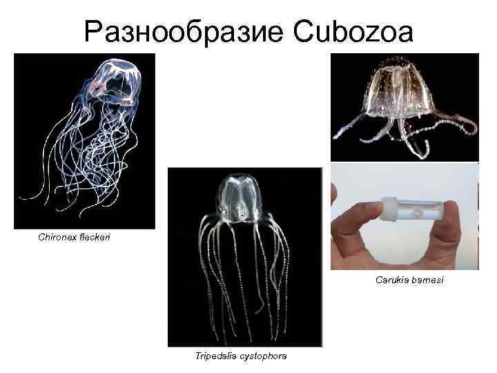 Разнообразие Cubozoa Chironex fleckeri Carukia barnesi Tripedalia cystophora 