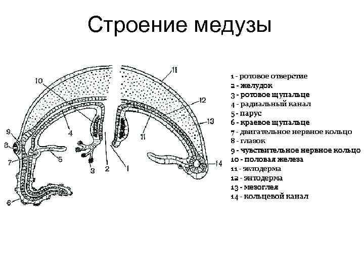 Какое строение у медуз