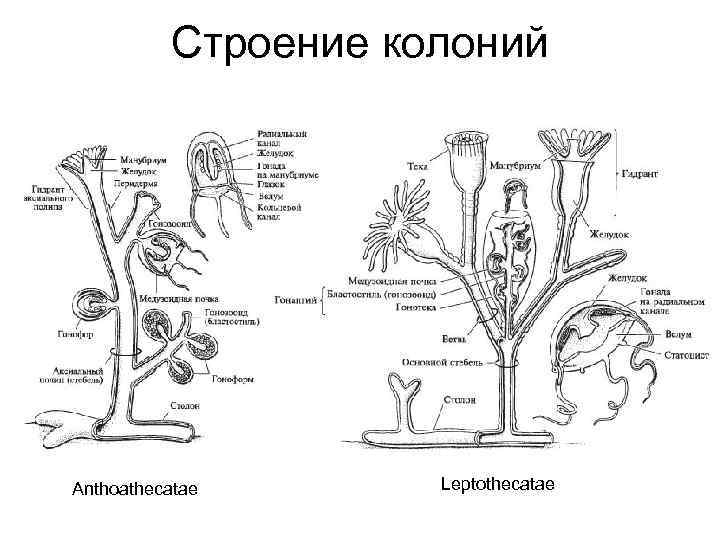 Строение колоний Anthoathecatae Leptothecatae 