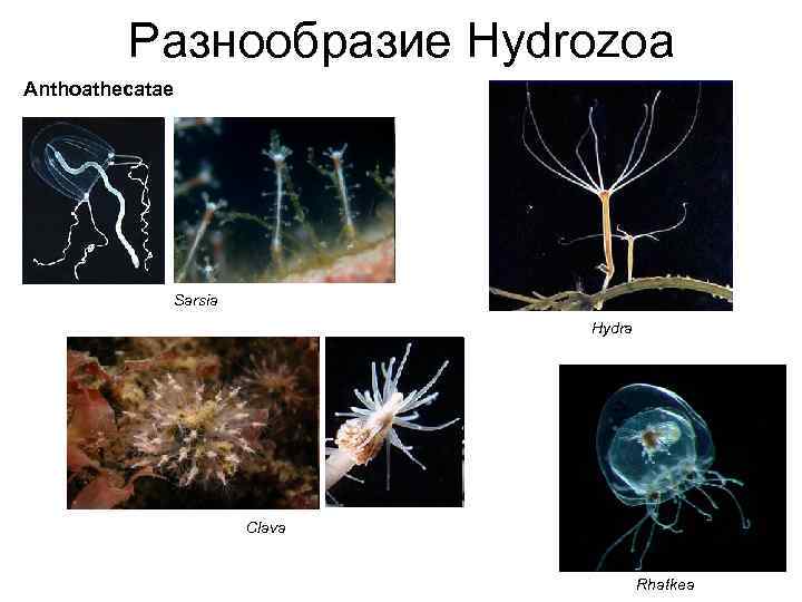 Разнообразие Hydrozoa Anthoathecatae Sarsia Hydra Clava Rhatkea 