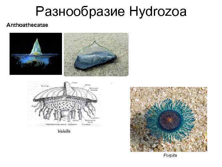 Разнообразие Hydrozoa Anthoathecatae Velella Porpita 