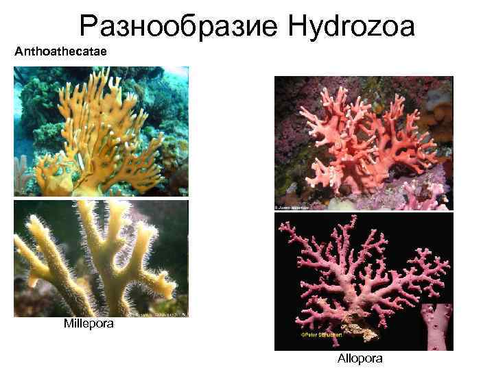 Разнообразие Hydrozoa Anthoathecatae Millepora Allopora 