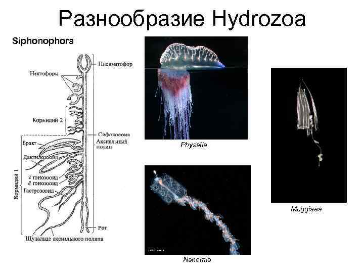 Разнообразие Hydrozoa Siphonophora Physalia Muggiaea Nanomia 