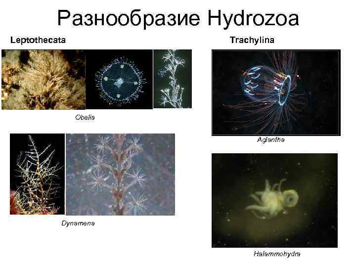 Разнообразие Hydrozoa Leptothecata Trachylina Obelia Aglantha Dynamena Halammohydra 