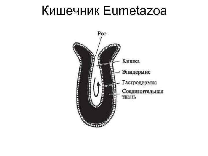 Кишечник Eumetazoa 