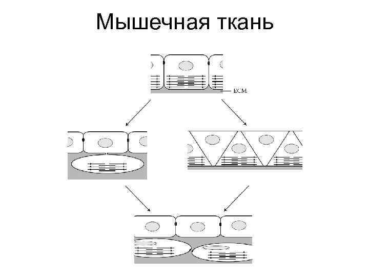 Мышечная ткань 