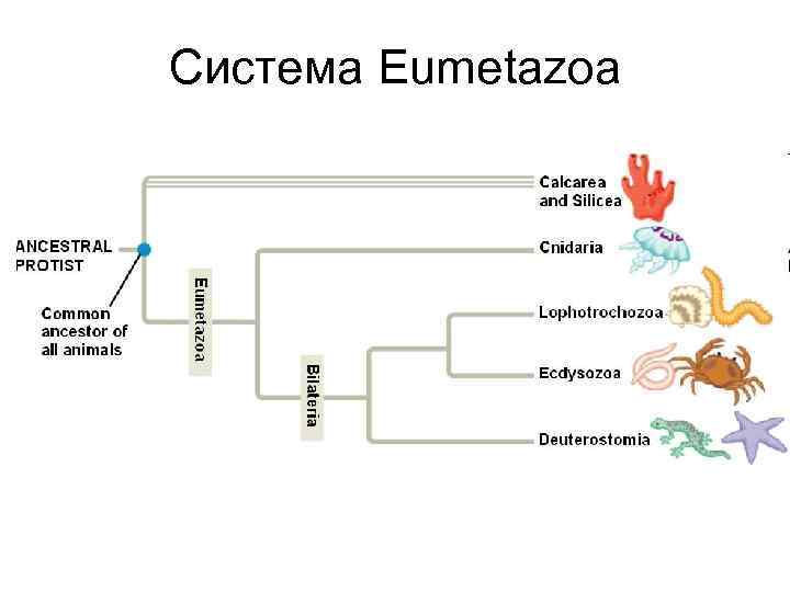 Система Eumetazoa 