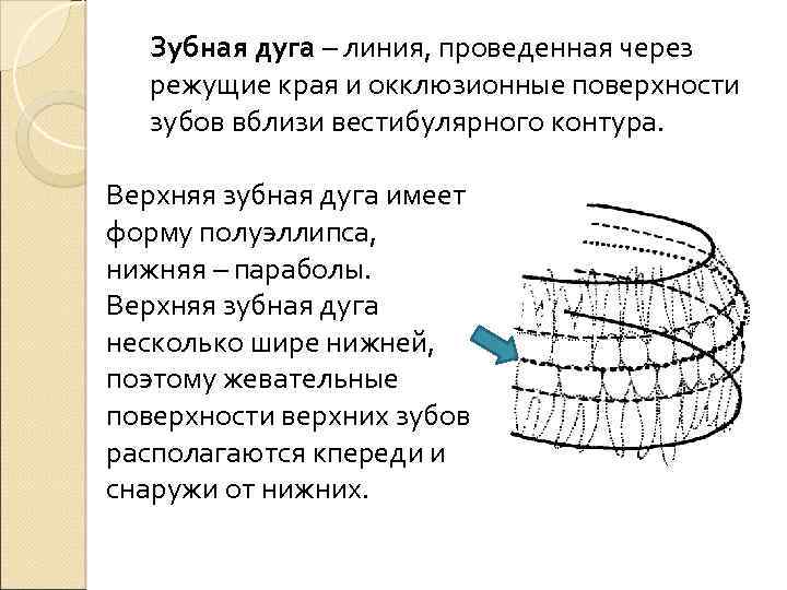 Виды дуг