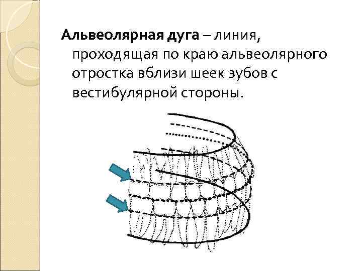 Линия проходящая. Зубная альвеолярная и базальная дуги. Зубная дуга альвеолярная дуга базальная дуга. Зубная альвеолярная и базальная дуги верхней и нижней челюсти. Альвеолярная дуга верхней и нижней челюсти.