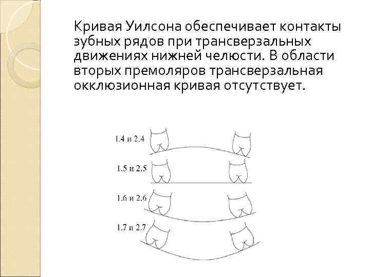 Кривая Уилсона обеспечивает контакты зубных рядов при трансверзальных движениях нижней челюсти. В области вторых