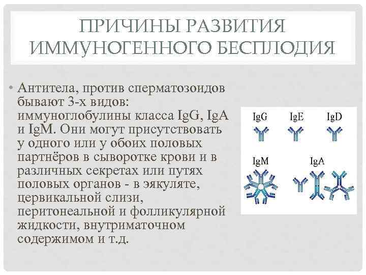 ПРИЧИНЫ РАЗВИТИЯ ИММУНОГЕННОГО БЕСПЛОДИЯ • Антитела, против сперматозоидов бывают 3 -х видов: иммуноглобулины класса