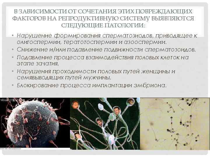 В ЗАВИСИМОСТИ ОТ СОЧЕТАНИЯ ЭТИХ ПОВРЕЖДАЮЩИХ ФАКТОРОВ НА РЕПРОДУКТИВНУЮ СИСТЕМУ ВЫЯВЛЯЮТСЯ СЛЕДУЮЩИЕ ПАТОЛОГИИ: •
