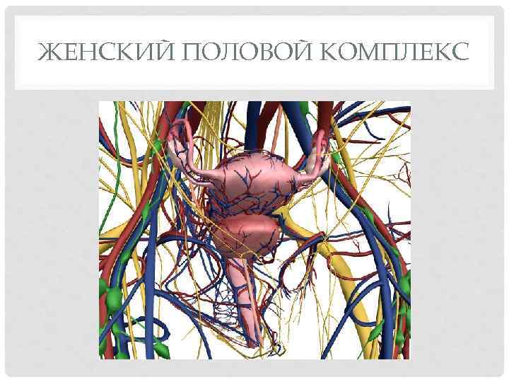 ЖЕНСКИЙ ПОЛОВОЙ КОМПЛЕКС 