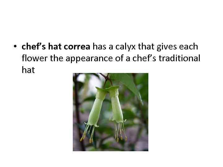  • chef’s hat correa has a calyx that gives each flower the appearance