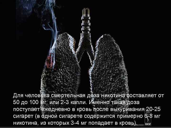 Для человека смертельная доза никотина составляет от 50 до 100 мг, или 2 -3