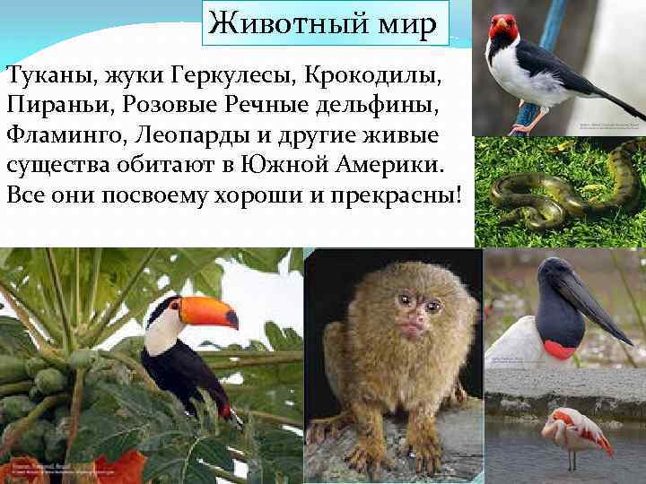 Животный мир Туканы, жуки Геркулесы, Крокодилы, Пираньи, Розовые Речные дельфины, Фламинго, Леопарды и другие
