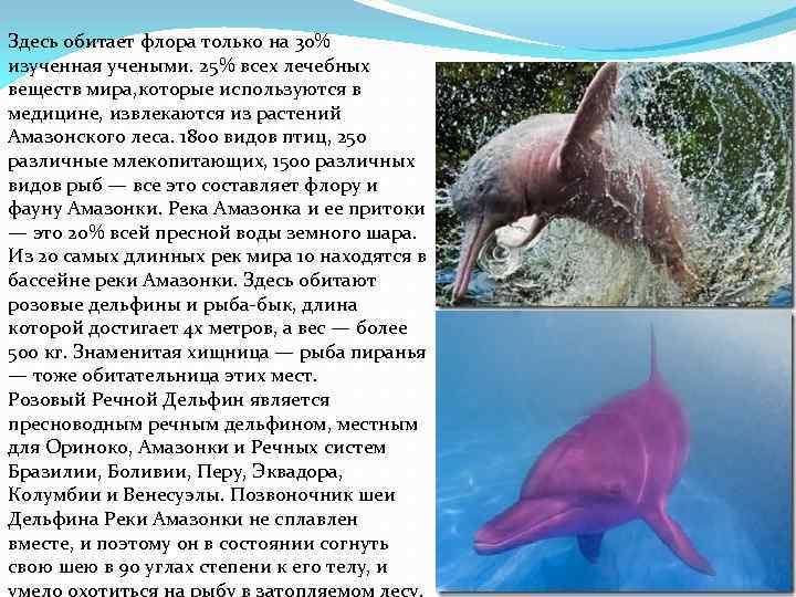  Здесь обитает флора только на 30% изученная учеными. 25% всех лечебных веществ мира,