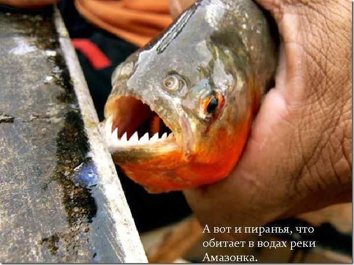  А вот и пиранья, что обитает в водах реки Амазонка. 