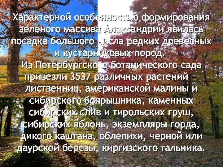 Характерной особенностью формирования зеленого массива Александрии явилась посадка большого числа редких древесных и кустарниковых