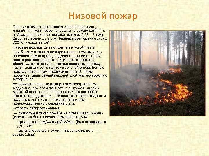 Где наиболее возникают пожары. Низовой пожар. Пожар Лесной подстилки. Лесной пожар при котором сгорает Лесная подстилка. Скорость низового пожара.