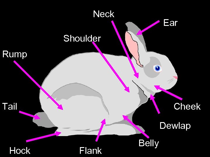 Neck Ear Shoulder Rump Tail Cheek Dewlap Hock Flank Belly 