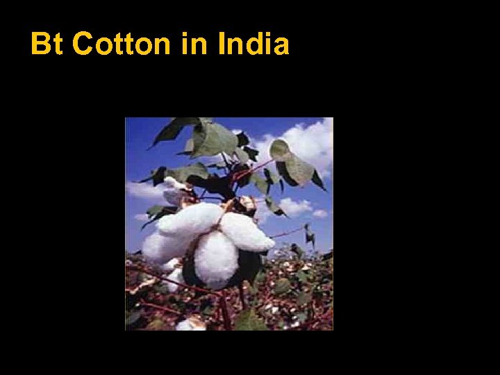 Bt Cotton in India 